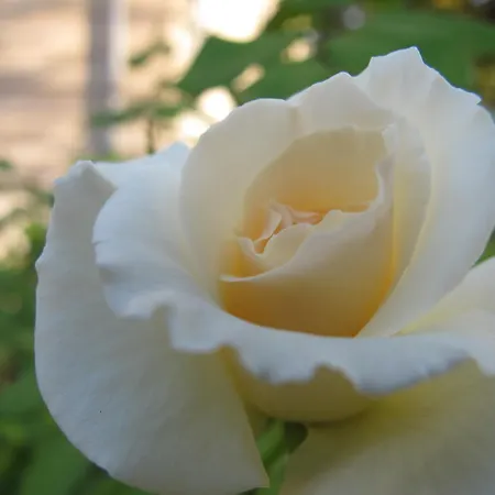 Hotel La Maison De Sophie Nîmes