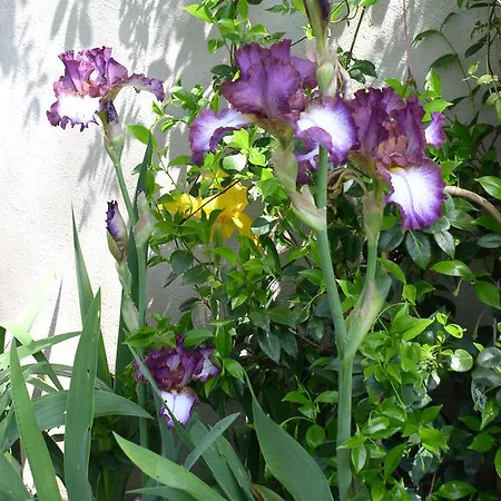 La Maison De Sophie Nîmes