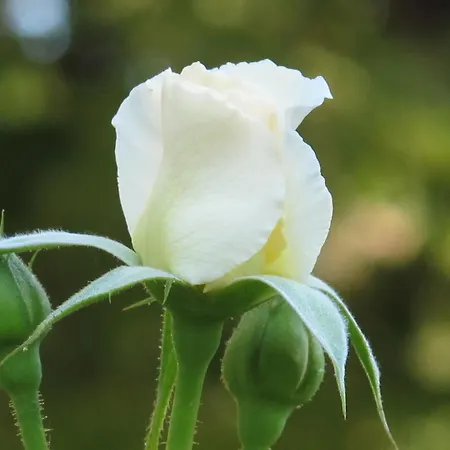 Hotel La Maison De Sophie