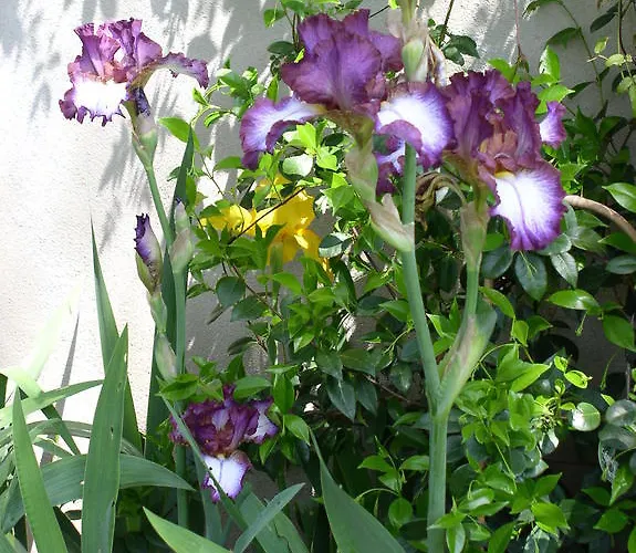 La Maison De Sophie Nîmes