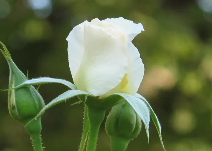 מלון La Maison De Sophie